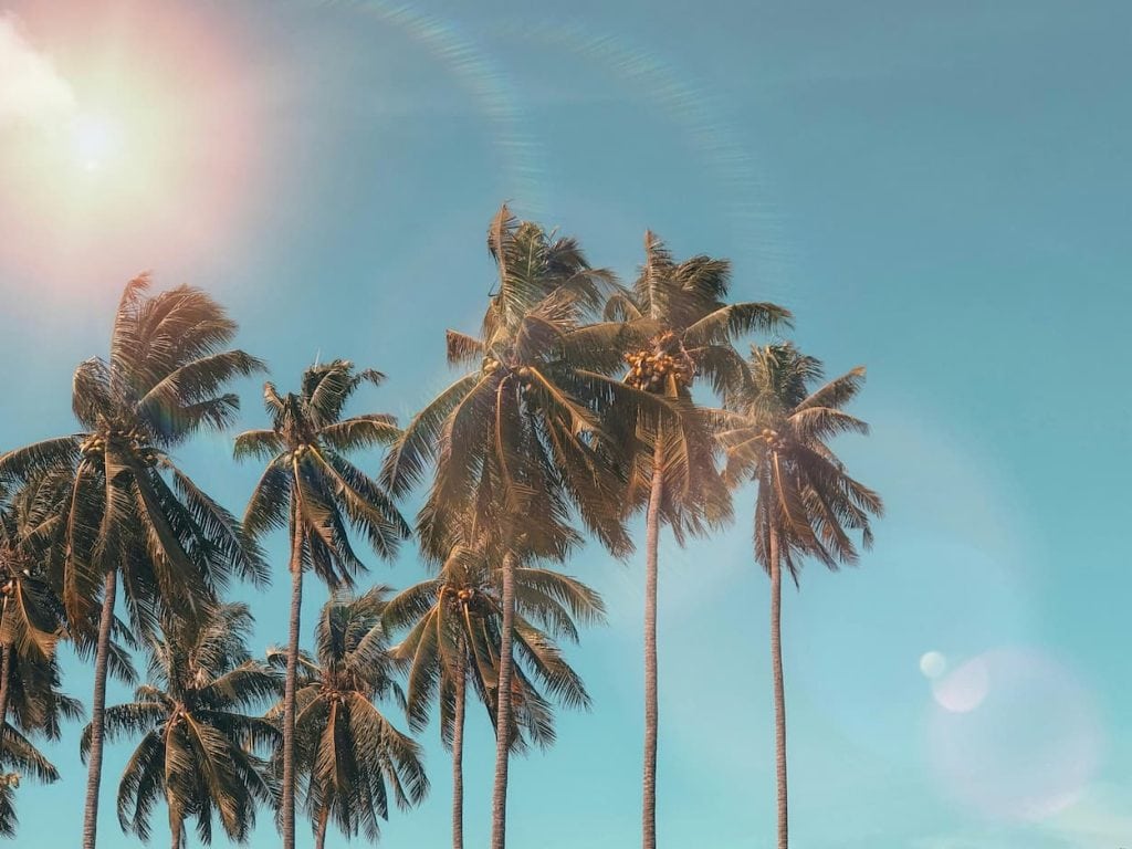 Groene palmbomen tegen een helderblauwe lucht met zonneschijn, wat een tropische sfeer creëert. Ideaal voor vakantie- en reisgerelateerde inhoud.