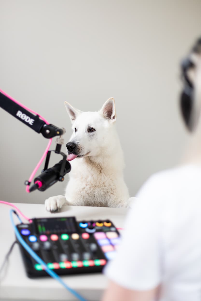 Een witte hond zit aan een tafel met een microfoon en een audio-interface, terwijl ze haar tong uitsteekt. De hond lijkt betrokken bij een opname of podcast.