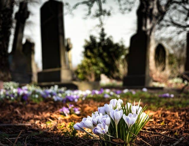 Witte en paarse krokussen bloeien op een begraafplaats, omringd door oude grafstenen en een groene omgeving. De bloemen symboliseren nieuw leven en hoop te midden van de rust van de graven.